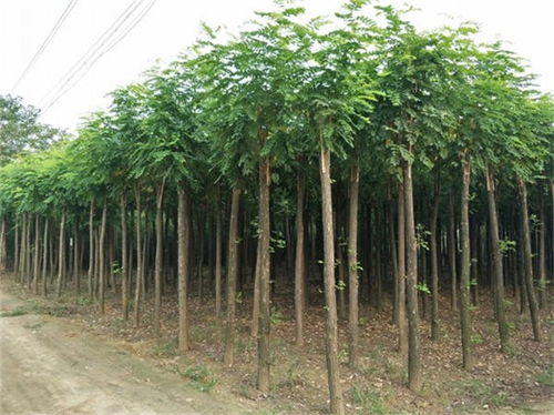 陇南6公分白蜡种植基地 博野