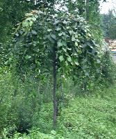 河北常青苗木基地 河北花灌木|河北苗木|定州苗木花卉|定州花灌木|红叶小擘|金叶女贞|水蜡|金叶莸|冬青|大叶黄杨|小叶黄杨|丁香